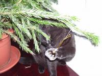 V�noce