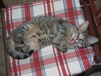  Roz�rka (4)