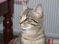  Roz�rka (4)