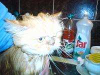 Koupel a n�sil� na kocou�ici