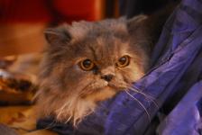  Spolubydl�c� Hrab�nka z m�sta pern�ku