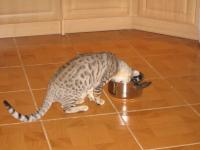  J� puding, ten j� moc r�d...