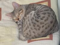  Ic�k le��c�, sp�c�