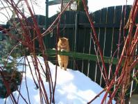 Kontroluju jak tu zimu p�e�ily ostru�iny