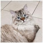  P�es rameno