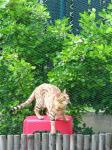  Hl�d�m bor�vky, aby n�m je ti drz� ope�enci v�echny nesn�dli