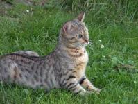  Zmonitoruji sm�r zvuku...jo, dob�e sly��, pi�t�n� my�i!