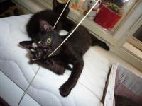  Gulliver lovec (20. srpna 2010)