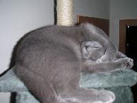 Akim (Akim Macadamian)