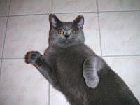 Akim (Akim Macadamian)