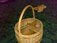  Divn� zrzav� a chlupat� houba
