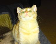 10. ��jna 2009 K�j�v prvn� den doma