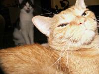 Dnes slav�me dva roky p�inesenin :))