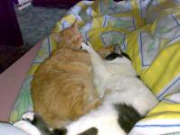  M�me se dob�e. K�ja a Filip