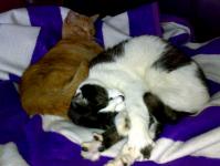  Le�ing nebo gau�ing :)