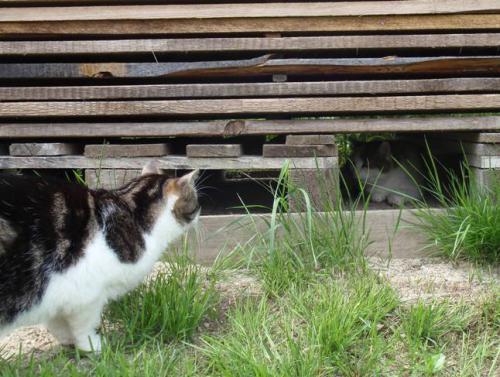  Fousek:  J���, ahoj Sissi, p�i�la jsi k n�m na pokec?