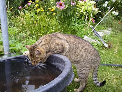  Gino el Gatto:  Ke� je sm�d v��� ako koc�r.