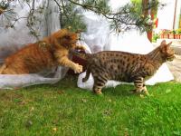  Skv�le se to vyu��v� na �tok ze z�lohy
