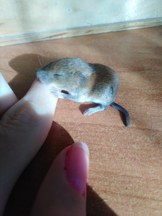 Malá myška, velký rozruch