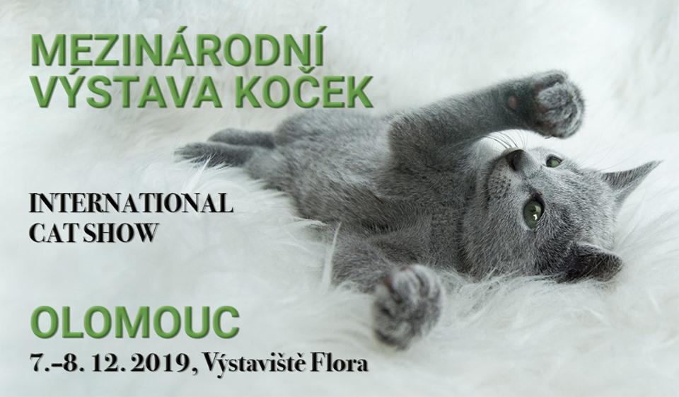 Mezinrodn vstava koek / International Cat Show - 7. - 8. prosince 2019