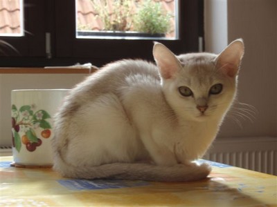 Christina Ofi Daimont cat: Christina