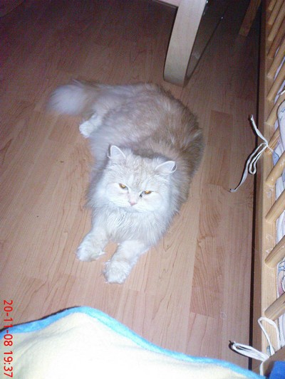 Regina (2): Kuk