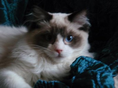 Angel Artu Lovely Ragdoll: Vypadm jako hodn chlapeek