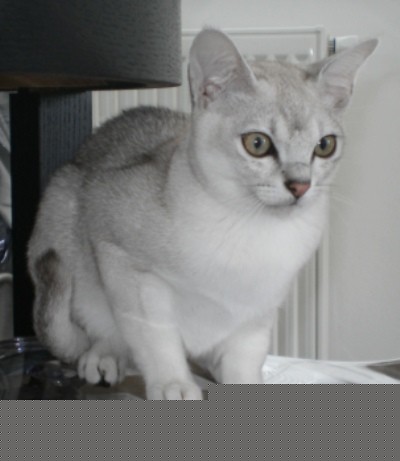 Leo LIRIDON Ofi Daimont cat: 