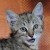 Bashir