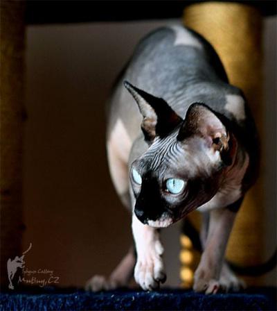 Xena Gold Sphynx: Odpoinek