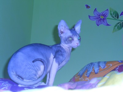 Chicky: Kandsk sphynx