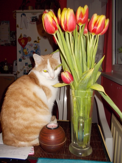 Pan Dobby: Miluju jaro