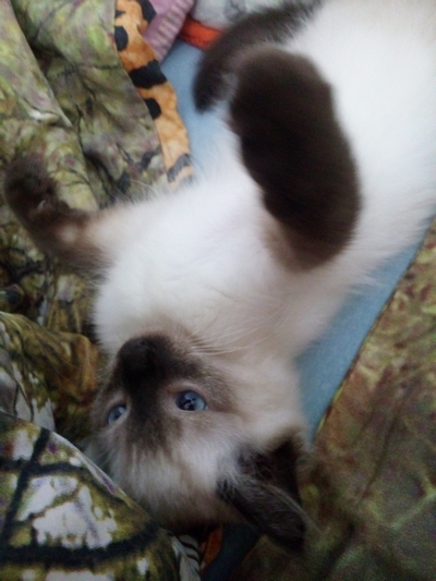 Toby (2): 