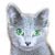 Funny Blue Felis, CZ