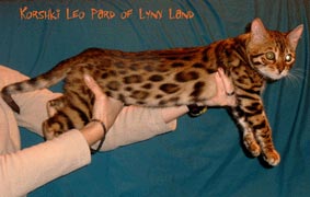 Korshki Leo Pard of Lynx Land: LeoPard
