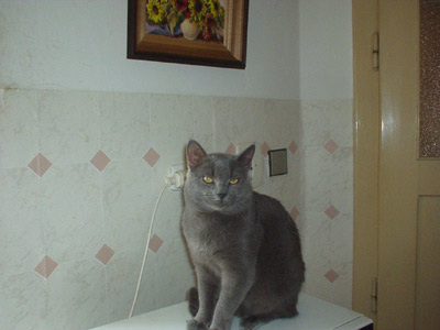 Pucek: Mikrovlny