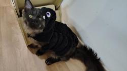 Pr byl njakej halloween a dvounoh mi nandala na hbet pavouka, nen ona prdl?