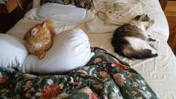 Po rnu bv pm &#128570;