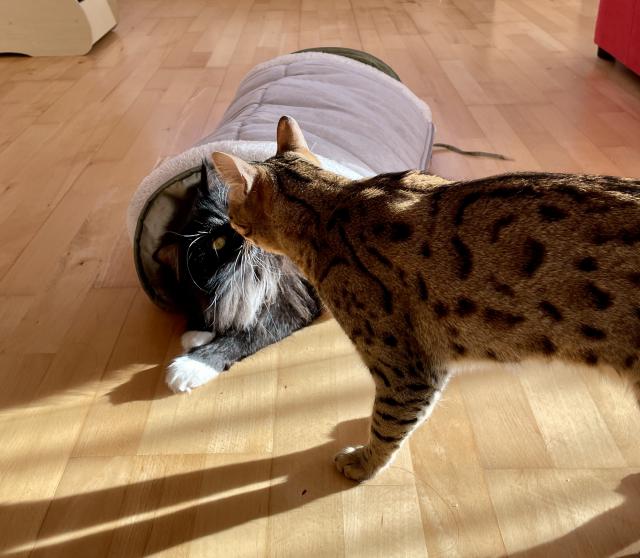 Macku, pusinku &#128139; &#128568;