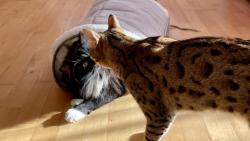 Macku, pusinku &#128139; &#128568;