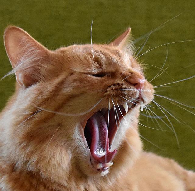 1/2 Zuzano, koukej m jt umejt, u se mi chce spt.