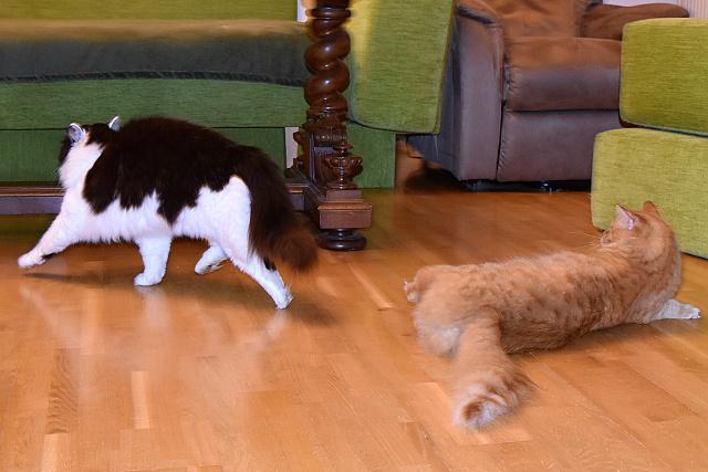 1/2 Jendo, takhle chod koi baletky.