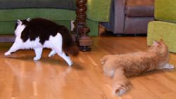 1/2 Jendo, takhle chodí kočičí baletky.