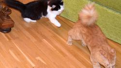 2/2 Kryšpíno, já s tebou baletit nechci, radši zdrhnu.