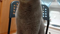 Chachá snědla jsem dvounohé jogurt 😅