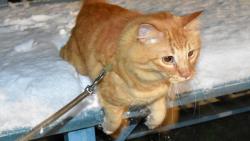 Konečně jsem se dočkal, máme sníh :-)