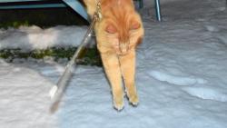 Do sněhu se bezva skáče.