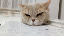 Mám dvounohé pomáhat? A né budu se tu jen válet a sem tam něco zobnu.