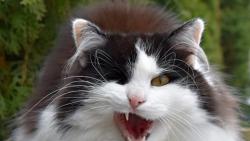 Si jako fakt myslíš, že přestanu číhat na ptáčky a pošupu domu?