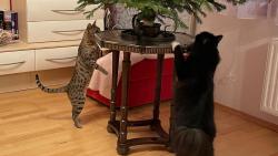 Kočky, už se to blíží :-) Zase budeme dělat chlupaté ozdoby ;-)